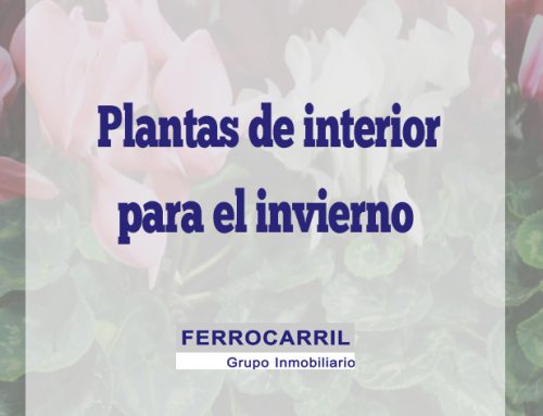 Plantas de interior para el invierno